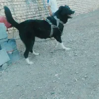 واگذاری سگ لاس گله ای نگهبان