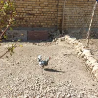 مرغ وخروس گلین