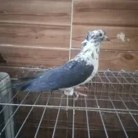 چهار عدد کبوتر|پرنده|شیراز, سعدیه شمالی|دیوار