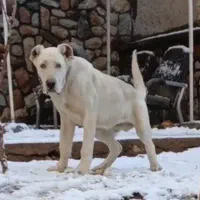 سگ توله الابای نر6ماهه ژرمن قدرجونی نگهبان روسی