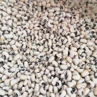 لوبیا چشم بلبلی قیمت عمده