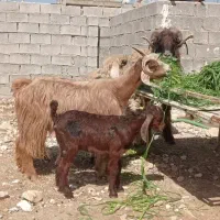 بز کهره دار