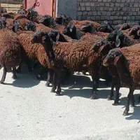 گوسفند زنده|حیوانات مزرعه|رباطکریم, شهرک صنعتی سبلان|دیوار