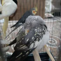 عروس هلندی|پرنده|پاکدشت, پاکدشت (مامازند)|دیوار