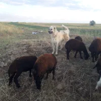 سگ سرابی اصیل