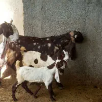 بز اصیل وکهرهدار پاکستانی وگلابی