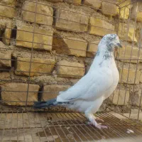 سیزده تا تا پرنده .|پرنده|اردکان, |دیوار