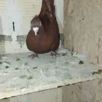 باسلام کبوتر سرخ نر شرور شرور|پرنده|زاغه, |دیوار