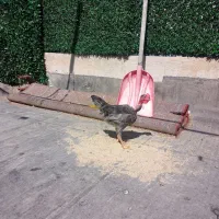 مرغ و خروس رسمی زیر مرغی