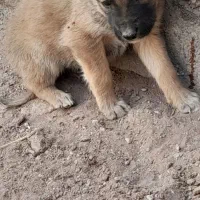 واگذاری توله سگ سرابی|سگ|یزد, |دیوار