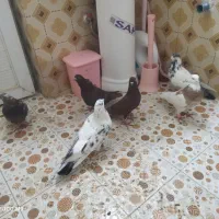کفتر تهرانی طوقی|پرنده|کوهدشت, |دیوار