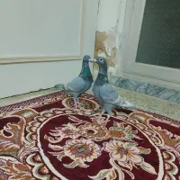 خط دار