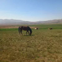 اسب