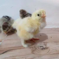 جوجه برهما