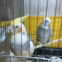 عروس هلندی/گرینچیک/ملنگو