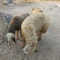 میش داشتی و بره