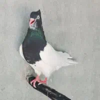 کبوتر|پرنده|اهواز, دغاغله|دیوار