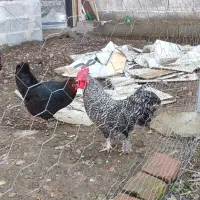 خروس یک ساله