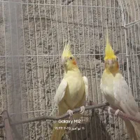 عروس هلندی|پرنده|سراوان, |دیوار