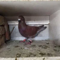 کبوتر‌شهرستانی‌|پرنده|تهران, والفجر|دیوار