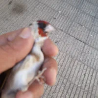 سره قناری .قفس پرون|پرنده|ری, ولی آباد|دیوار