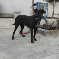 سگ نگهبان ماده 7 ماهه