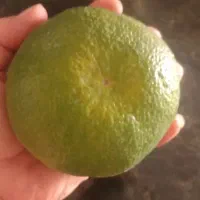 نارنگی ژاپنی