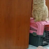 گربه پرشین نر اصل