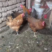 فریح جوان تخمگذار