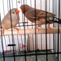 فنچ اورنج برست مولد|پرنده|تهران, سید خندان (جلفا)|دیوار