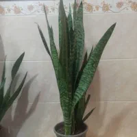 گل و گیاه طبیعی/ سانسوریا سبز و طلایی