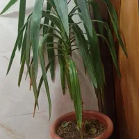 گل یوکا بزرگ و سرزنده همراه گلدان|گل و گیاه طبیعی|اصفهان, سرتاوه|دیوار