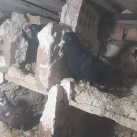 کبوتر زینتی زاغ|پرنده|ایواوغلی, |دیوار