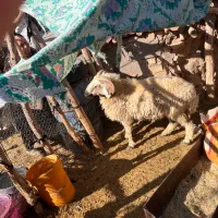 قوچ ونری|حیوانات مزرعه|سیرجان, |دیوار