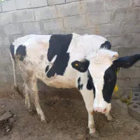 فروش ماده گاو هولوشتان ۱۵ماهه باردار|حیوانات مزرعه|اردل, |دیوار