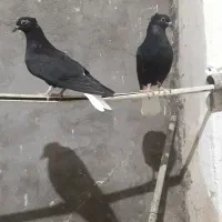 جفت جوجه اشعل سیاه