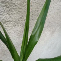 یوکا|گل و گیاه طبیعی|کرج, حصارک پایین|دیوار