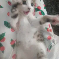 بچه گربه