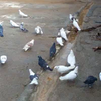 کفترپرشی بازی کن|پرنده|ویسیان, |دیوار