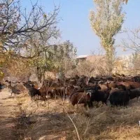 خریدار میش بره دار جوان