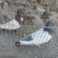 کبوتر سینه پلاس دوکت سبز کل دم سبز