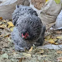 برهما اصیل|حیوانات مزرعه|بانه, |دیوار