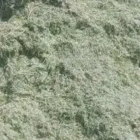 کاه یونج خرمن‌کوبی درجه یک بدون خاک