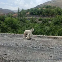 سه رس بز و بزغاله همه جوان