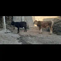 فروش دو عدد گوساله نر|حیوانات مزرعه|روانسر, |دیوار