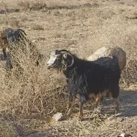 گوسفند چاق فروشی