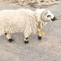 قوچ بزرگ شهرستان ریگان