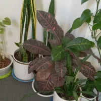 گل طبیعی|گل و گیاه طبیعی|دهلران, |دیوار