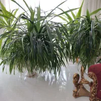 گلهای بزرگ و شاداب برا سالن های بزرگ|گل و گیاه طبیعی|نیشابور, ده حلاج|دیوار