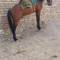 اسپ نر